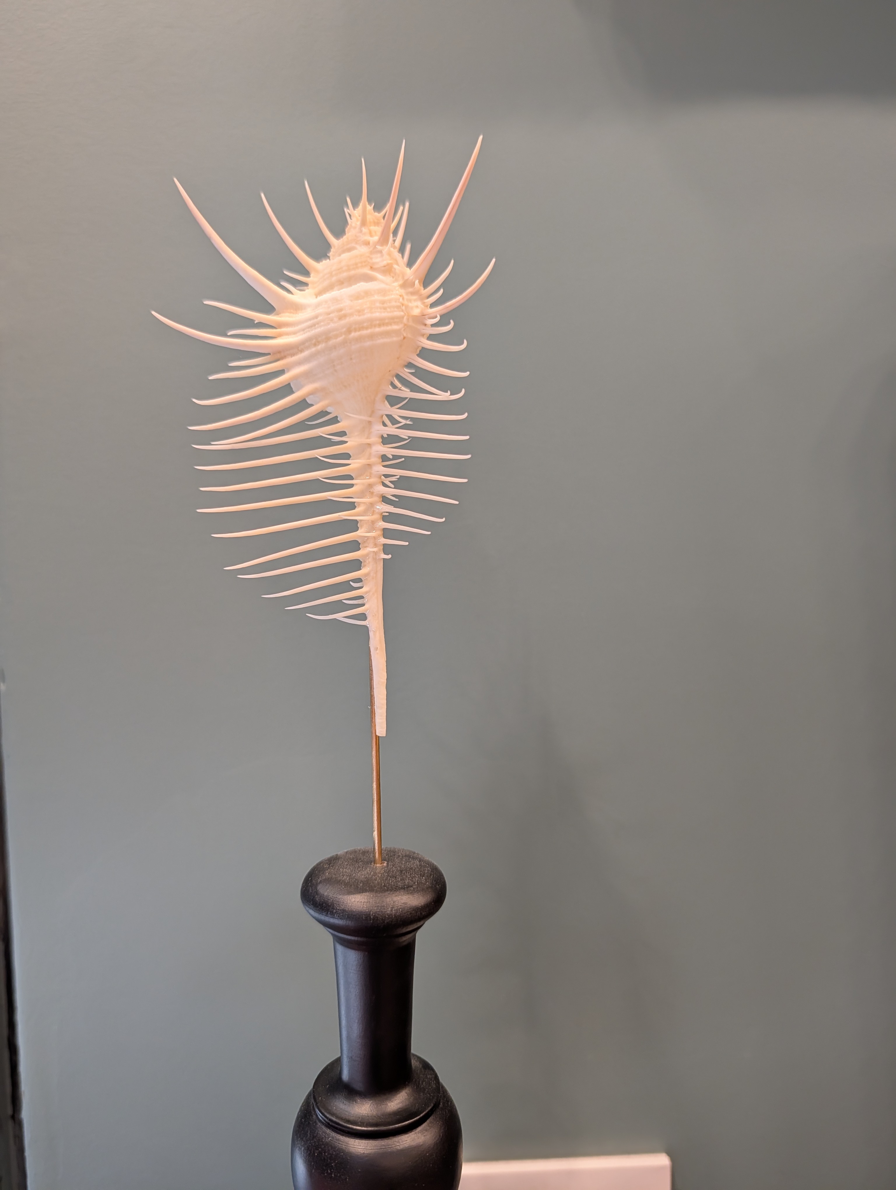 Peigne en forme de coquillage, dit peigne de Vénus